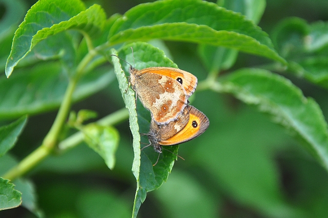 gatekeeper butterfly, gatekeep-3.jpg - GATEKEEPERS - HAYLING ISLAND BILLY TRAIL - 22.7.09
